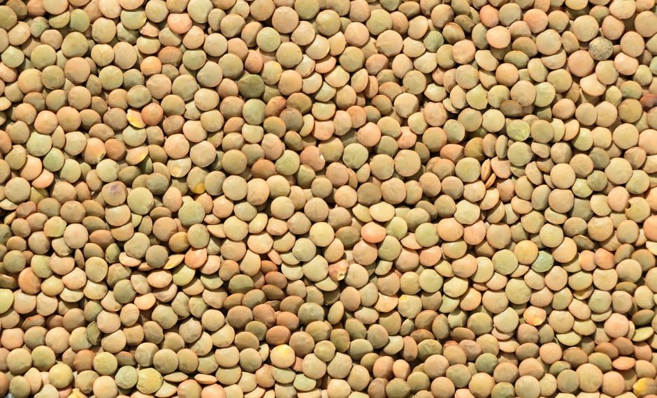 Legumes — foods and ingredients