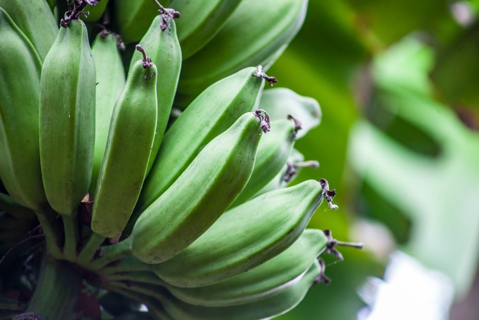 Banana (unripe)