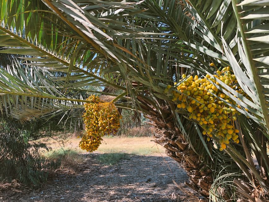 Barhi Dates (yellow, fresh)