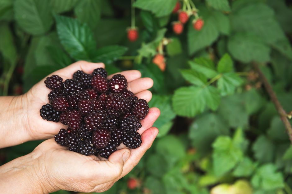 Blackberries