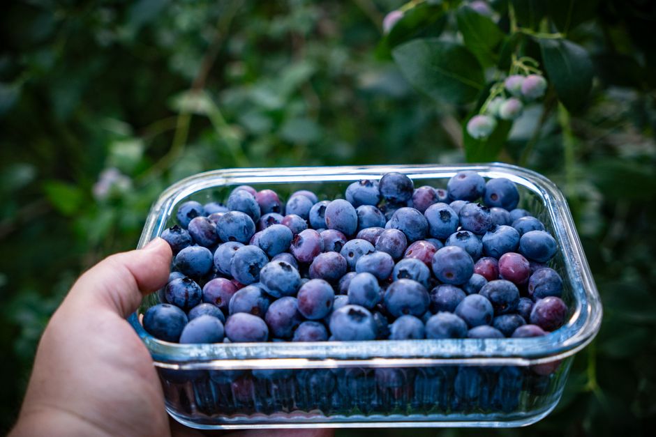 Blueberries (fresh)