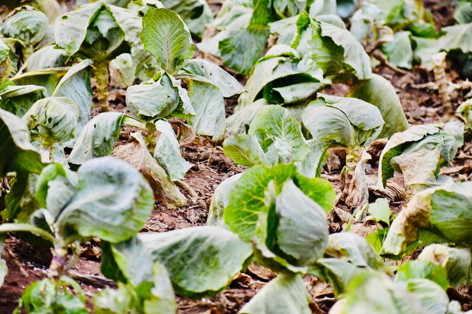 Cabbage