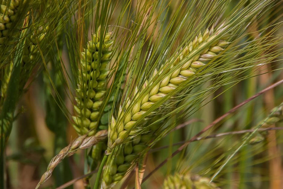 Freekeh (green wheat)