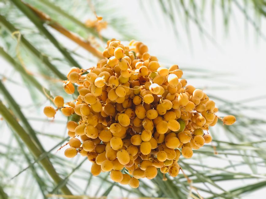 Fresh dates (Barhi)