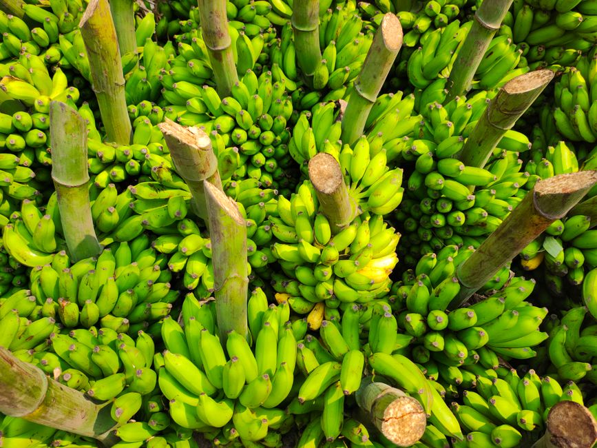 Banana (green, unripe)
