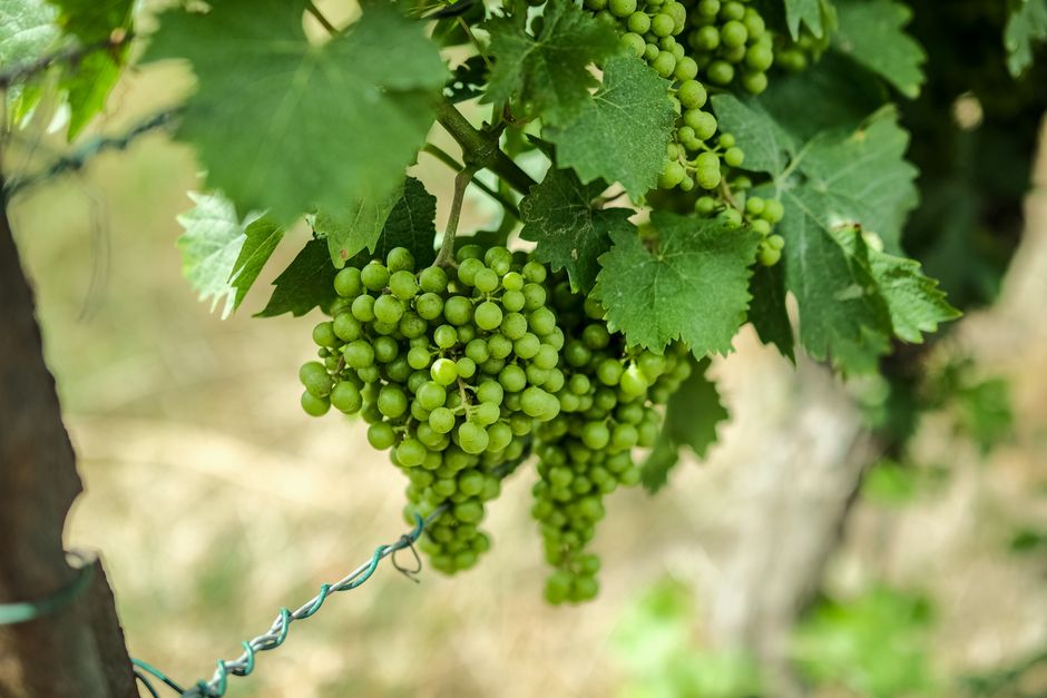Green Grapes