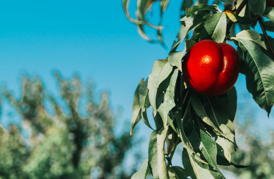 Nectarine