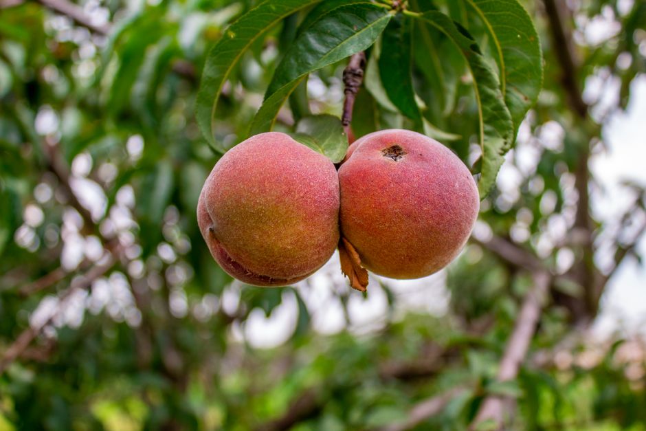 Peach