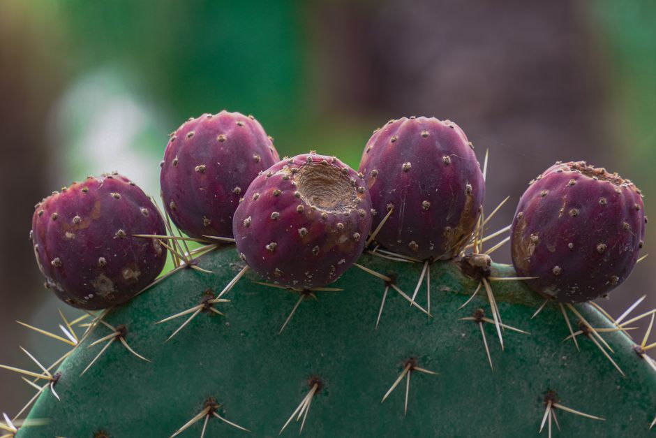 Prickly pear
