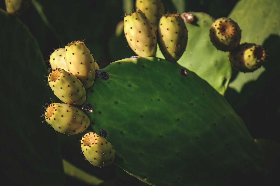 Prickly Pear (Cactus Fig)