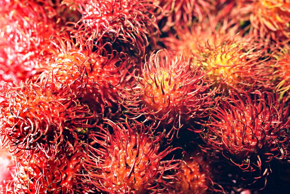 Rambutan