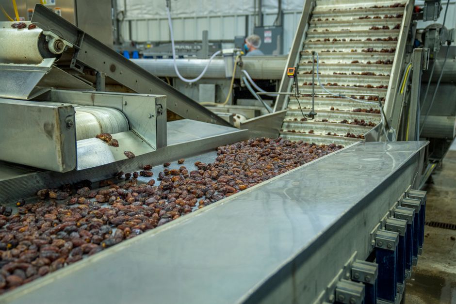 Sukkari Dates